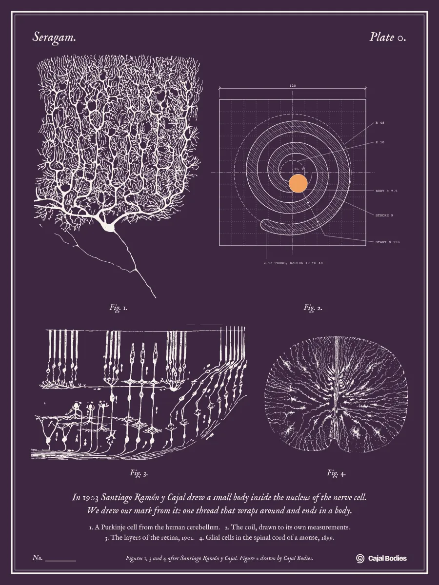 Plate 0: three nerve cells drawn by Santiago Ramón y Cajal beside the Cajal Bodies coil, drawn to its measurements