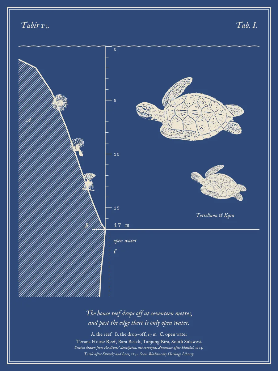 Tab. I of Tubir 17: the house reef in section, dropping off at seventeen metres, with two turtles in the open water